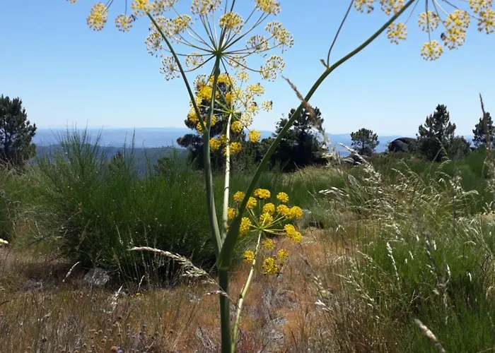 Melro-d' Agua Мантейгас